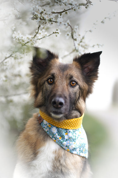 “Blue Bliss” dog bandana