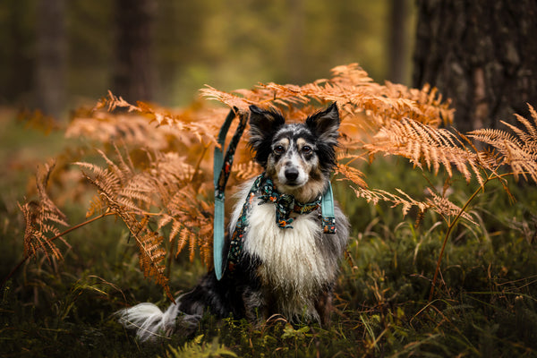 "Fantastic Fox" Schleife für Hundehalsbänder