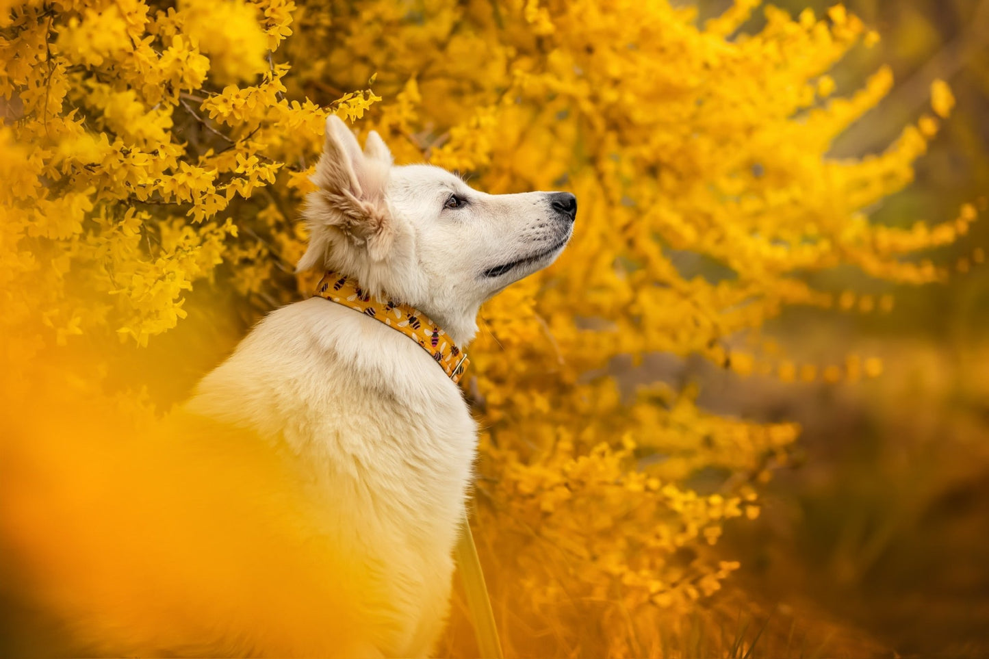 "Bumble Bee" Halsband für Hunde - Mr. Fox Hundezubehör