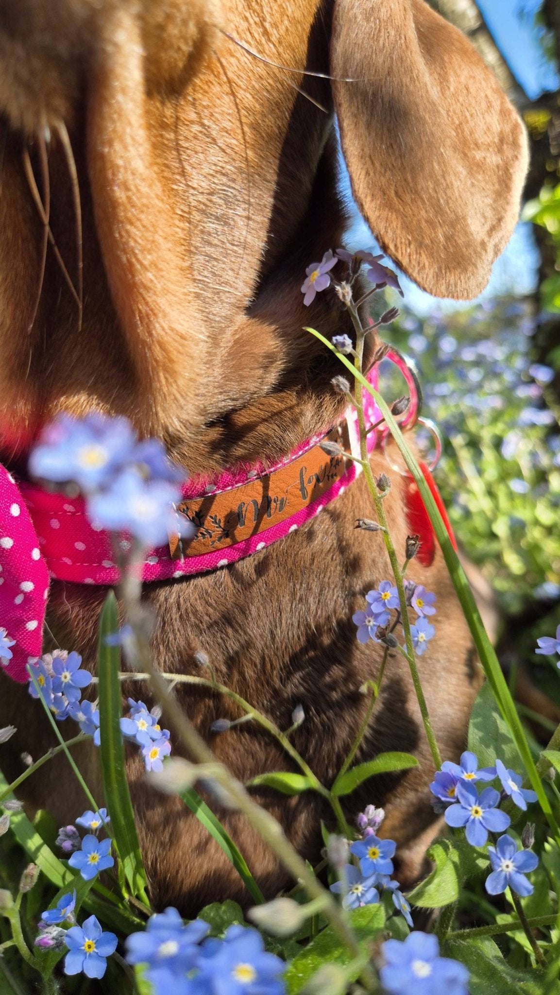 "Pink Polkadot" Halsband für Hunde - Mr. Fox Hundezubehör