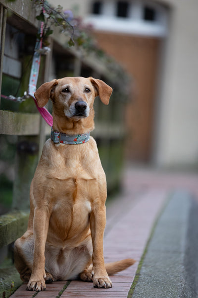 "Sweet Strawberries" Halsband für Hunde