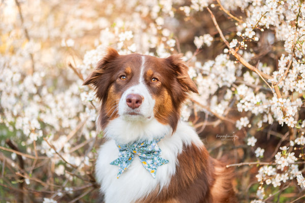 "Blue Bliss" sailor bow for dog collars