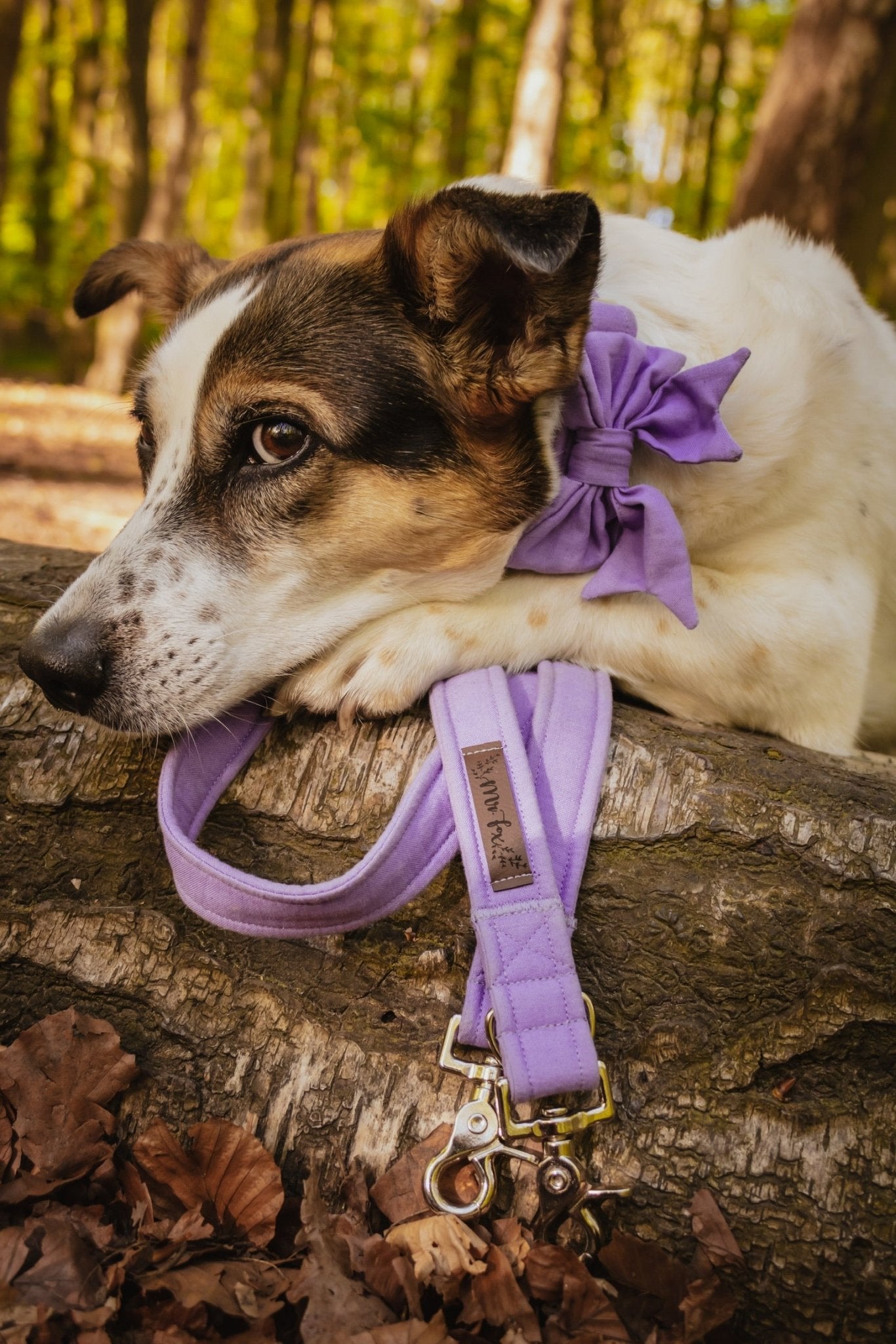 "Lavender Uni" Schleife für Hundehalsbänder - Mr. Fox Hundezubehör