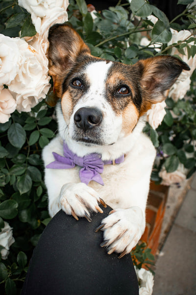 "Lavender Uni" Schleife für Hundehalsbänder