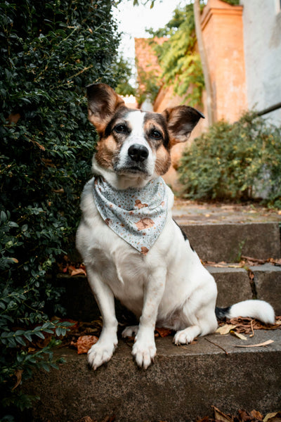 “Fall Friends” dog bandana