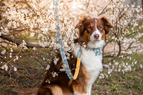 "Blue Bliss" sailor bow for dog collars
