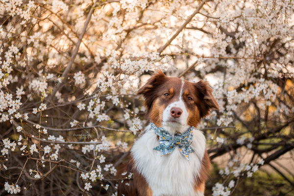 "Blue Bliss" sailor bow for dog collars