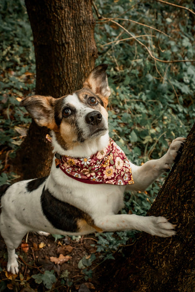 “Burgundy Bloom” dog bandana