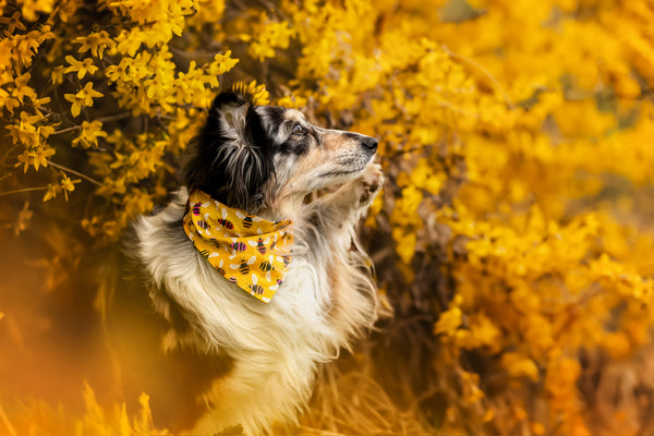 "Bumble Bee" Hundehalstuch