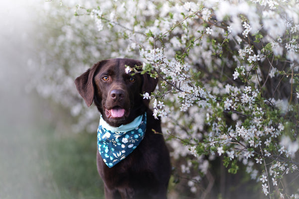 “Enchanting Eucalyptus” dog bandana