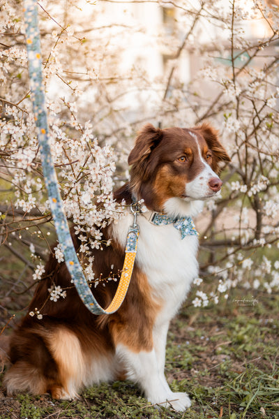 "Blue Bliss" Hundeleine