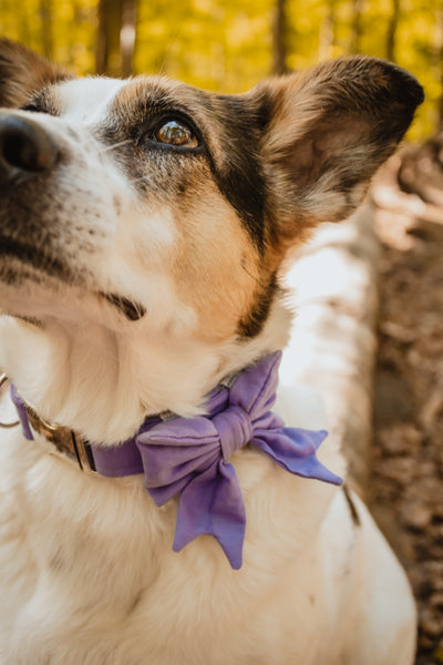 "Lavender Uni" Halsband für Hunde