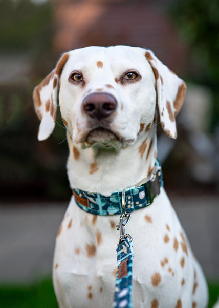 "Enchanting Eucalyptus" dog leash