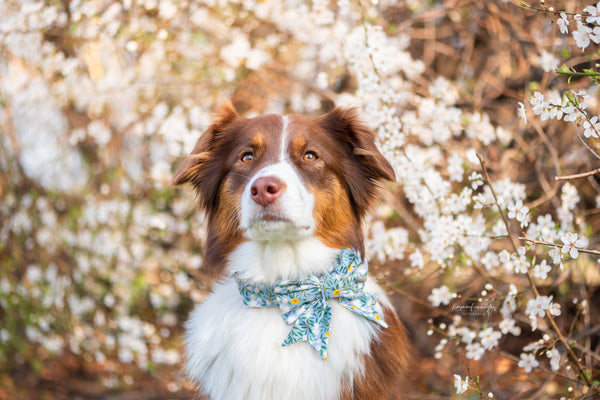 "Blue Bliss" sailor bow for dog collars