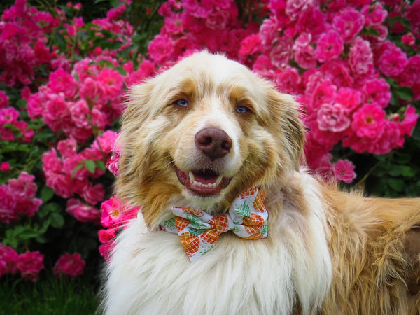 "Playful Pineapples" Fliege