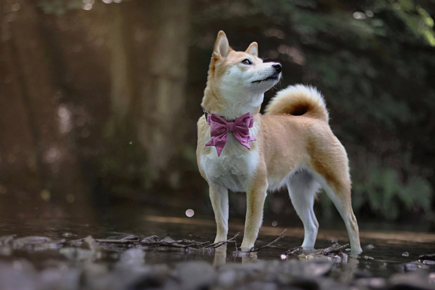 "Old Rose Uni" Schleife für Hundehalsbänder - Mr. Fox Hundezubehör