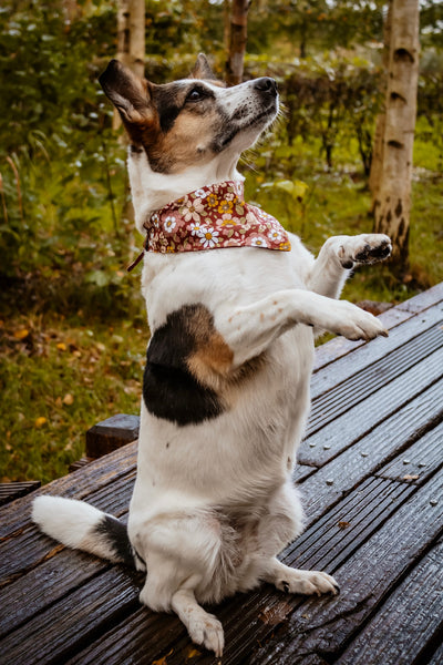 “Burgundy Bloom” dog bandana