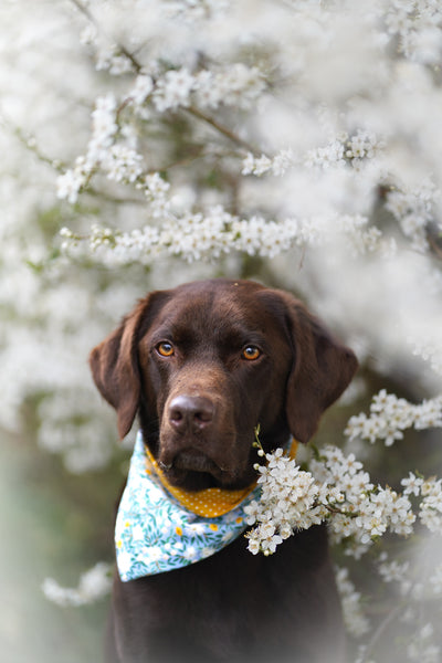 “Blue Bliss” dog bandana
