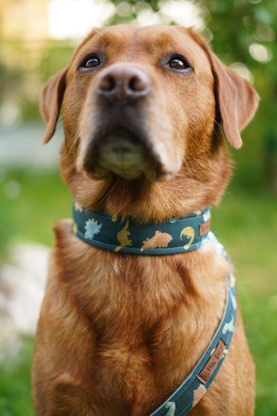 "Dino Dream" Halsband für Hunde