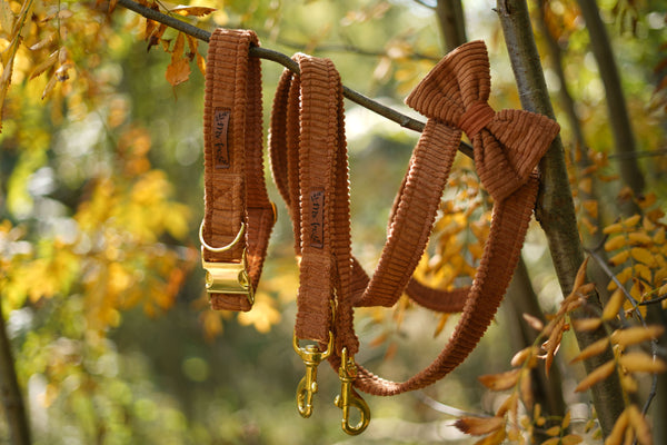 "Cognac Cord" bow tie for dog collars