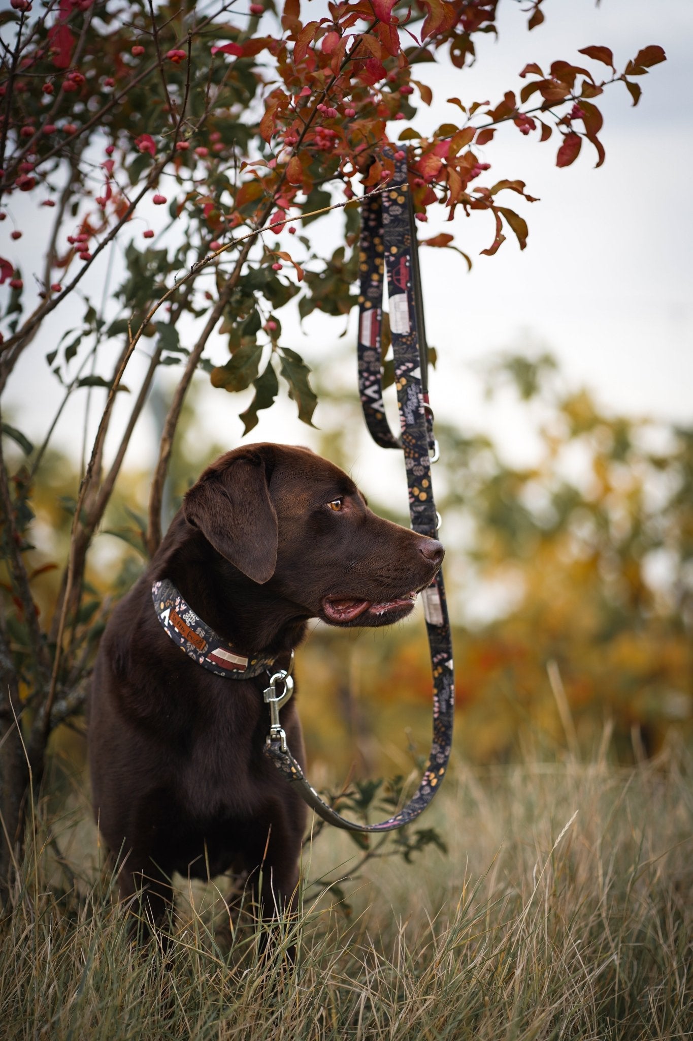 "Comfy Camping" Halsband für Hunde - Mr. Fox Hundezubehör