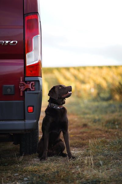 "Comfy Camping" collar for dogs