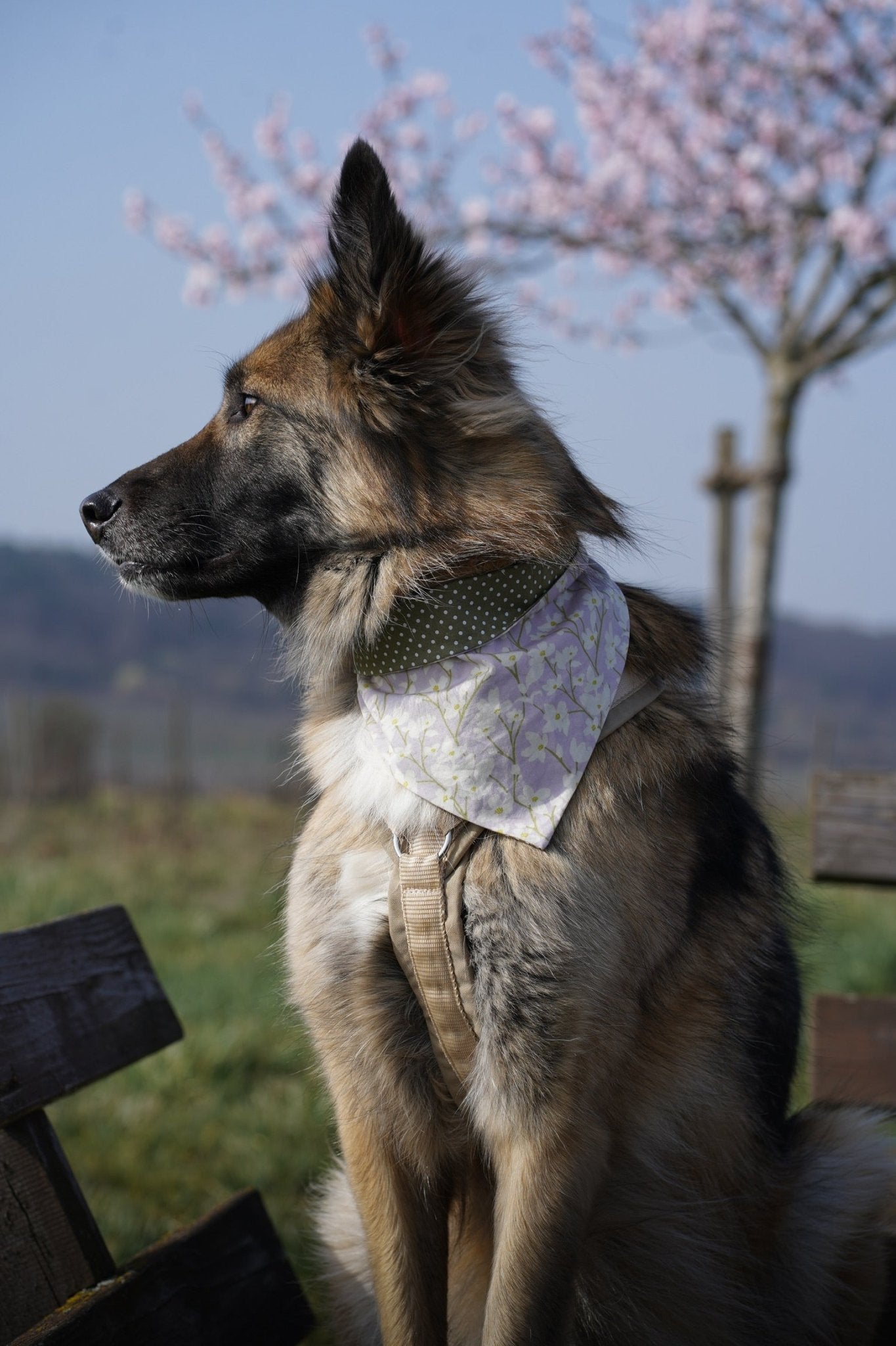 "Soft Spring" Hundehalstuch - Mr. Fox Hundezubehör
