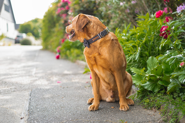 "Black Polkadot" Halsband für Hunde