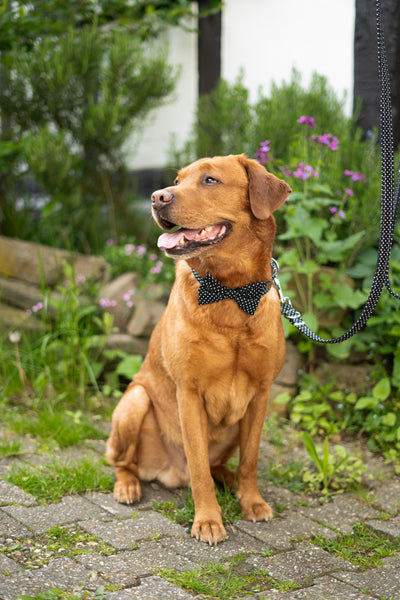 "Black Polkadot" Hundeleine