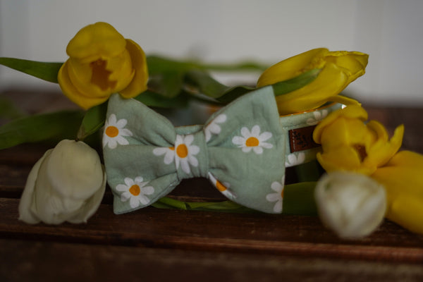 "Daisy Dream" bow for dog collars