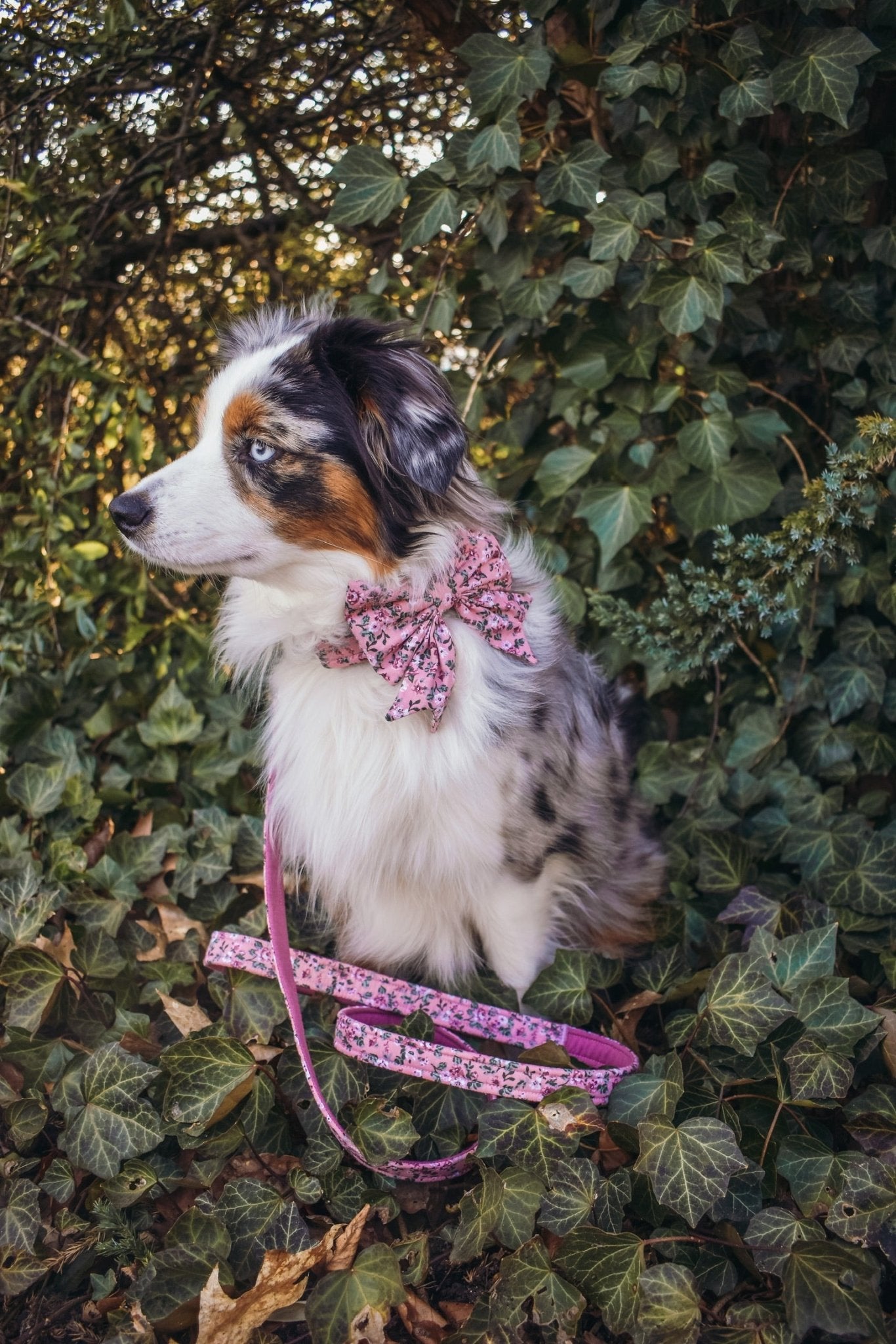 "Fairy Flowers" Halsband für Hunde - Mr. Fox Hundezubehör