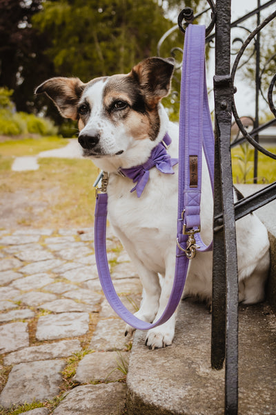 "Lavender Uni" Halsband für Hunde