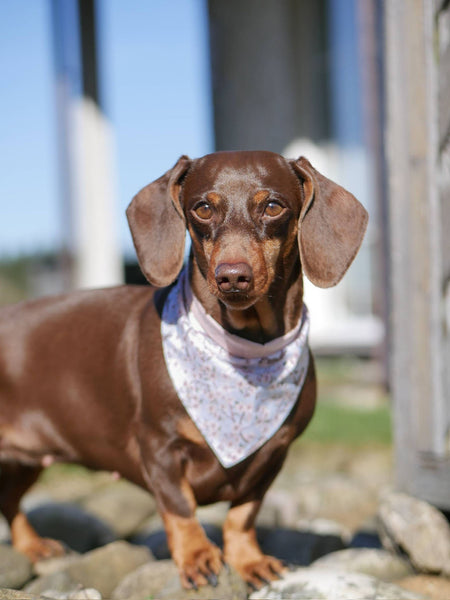"Birds & Blossoms" Hundehalstuch