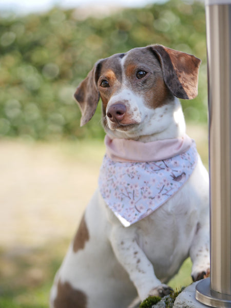 "Birds & Blossoms" Hundehalstuch