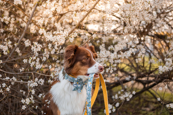 "Blue Bliss" Halsband für Hunde