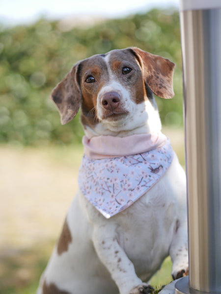 "Birds & Blossoms" Hundehalstuch