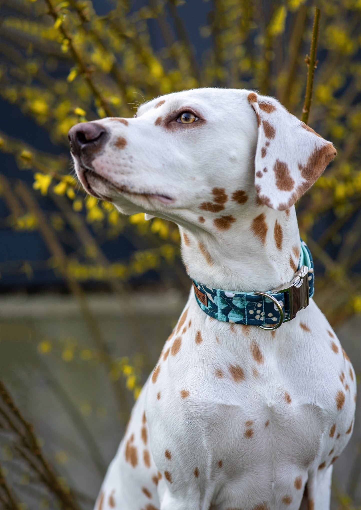 "Enchanting Eucalyptus" Halsband für Hunde - Mr. Fox Hundezubehör