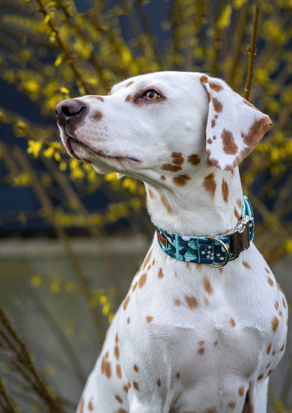 "Enchanting Eucalyptus" Halsband für Hunde