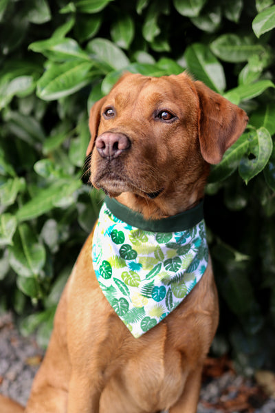 "Lovely Leaves" Hundehalstuch (S)