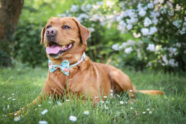 READY TO MAKE "Perky Peaches" Schleife