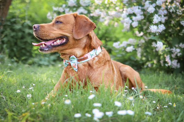 "Perky Peaches" Collar