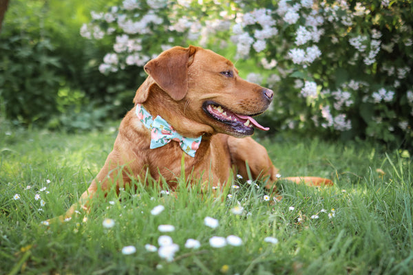 READY TO MAKE "Perky Peaches" Schleife