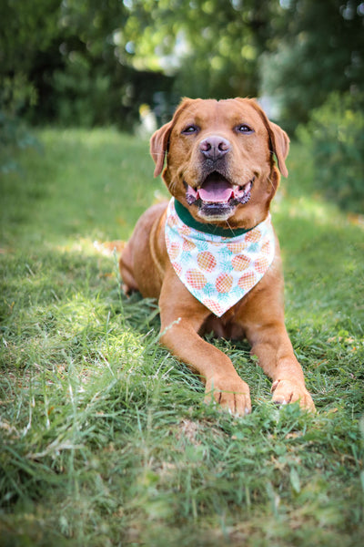 "Playful Pineapples" Hundehalstuch (S)