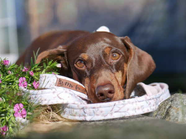 "Birds & Blossoms" Hundeleine