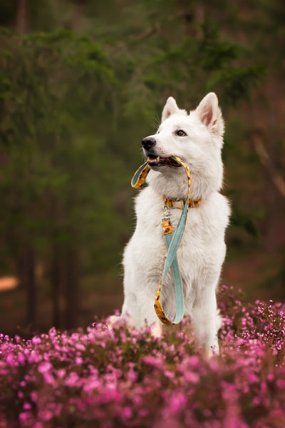 "Bumble Bee" Halsband für Hunde
