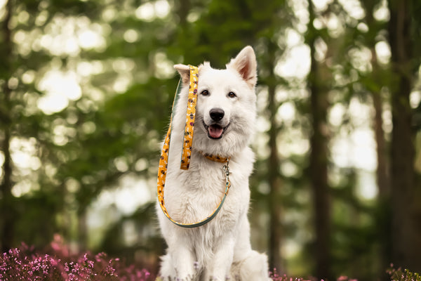 "Bumble Bee" Halsband für Hunde