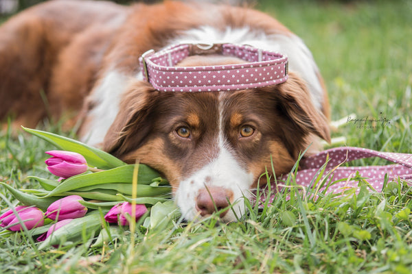 "Mauve Polkadot" Halsband für Hunde