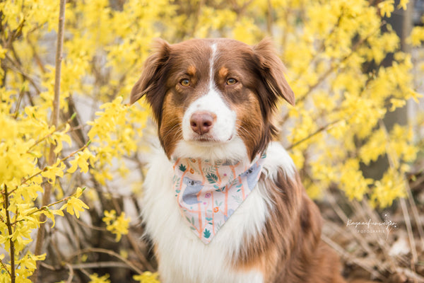 "Keen Koalas" dog bandana