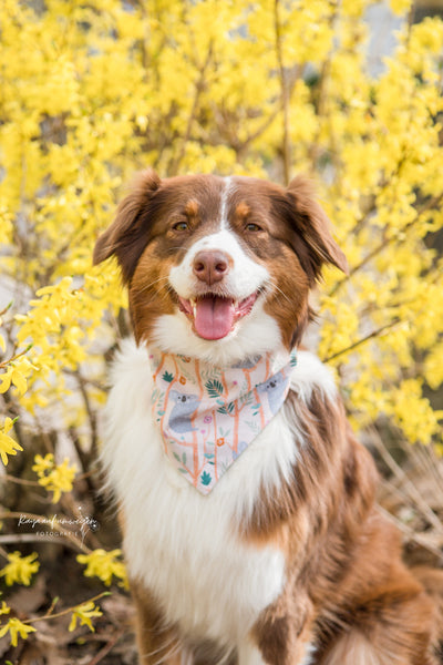 "Keen Koalas" dog bandana