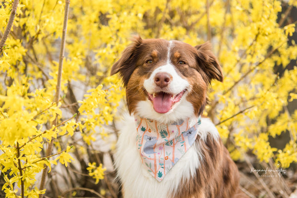 "Keen Koalas" dog bandana